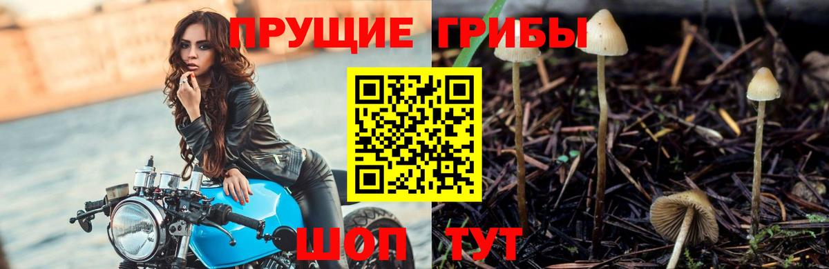 Псилоцибиновые грибы Cubensis  Вход с VPN  продажа наркотиков  Верхний Уфалей  Псилоцибиновые грибы мицелий 